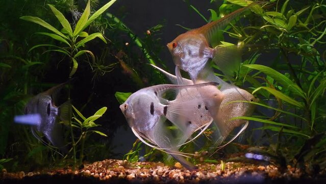 shoal of big adult angelfish in dark planted nature style aquarium, peaceful aquatic creature with high body and long fins relax, popular widespread ornamental fish for beginner on sale, pet shop