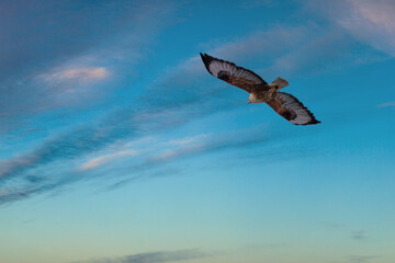 Bird of prey flying on twilight sky background
