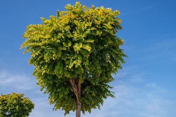 Small green tree on blue sky background