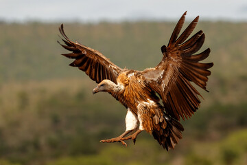 White-Backed Vulture (Gyps africanus) flying just before landing in Zimanga Game Reserve in Kwa...
