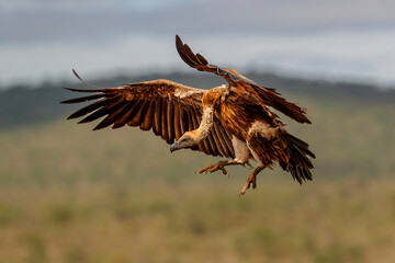 White-Backed Vulture (Gyps africanus) flying just before landing in Zimanga Game Reserve in Kwa...