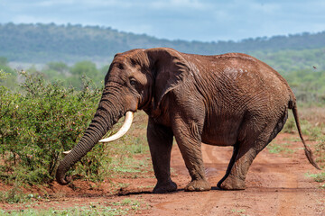 Close encounter with an Elephant bull walking  in a Game Reserve in South Africa