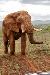 Fototapeta na wymiar Angry Elephant bull in must coming close in a Game Reserve in Kwa Zulu Natal in South Africa