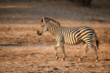 Obraz na płótnie Canvas Zebra in the forest of Mana Pools National Park in the dry season in Zimbabwe