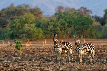 Zebra in the forest of Mana Pools National Park in the dry season in Zimbabwe - obrazy, fototapety, plakaty