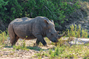 White Rhinoceros bull in a Game Reserve, part of the Greater Kruger Region, in South Africa