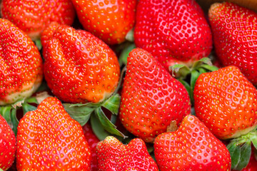 Plump and juicy strawberries ready to be savored