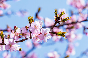 一足早い春を告げる早咲きの桜の花