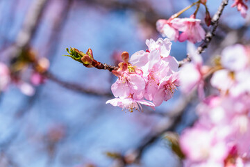 一足早い春を告げる早咲きの桜の花