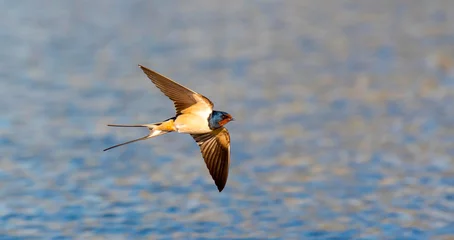 Barn swallow Hirundo rustica flies over the water and catches insects. © Jiří Fejkl