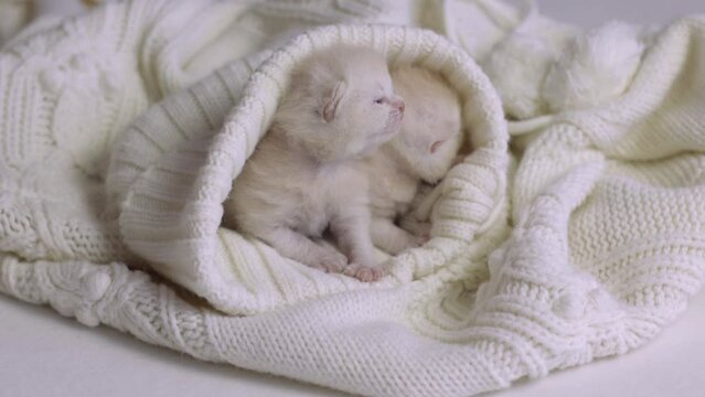 Two small British Shorthair kittens