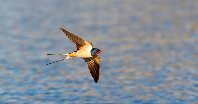 Barn swallow Hirundo rustica flies over the water and catches insects.