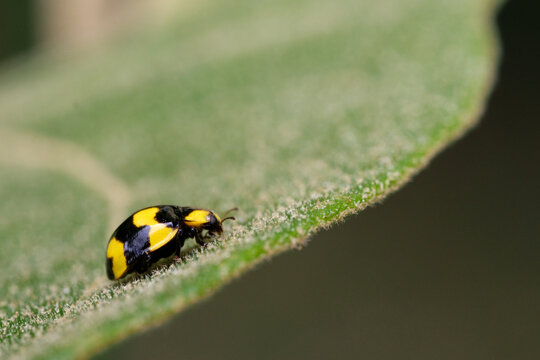 Macro Photo of Black and Yellow Ladybird
