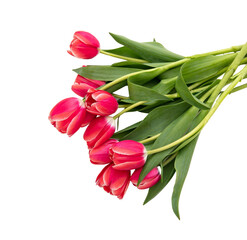 Tulips bunch isolated on transparent background. Fresh red pink tulips bouquet. PNG, 