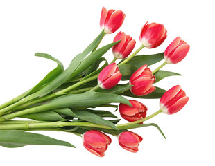 Tulips bunch isolated on transparent background. Fresh red pink tulips bouquet, Mothers day. PNG, 