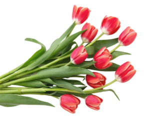Tulips bunch isolated on transparent background. Fresh red pink tulips bouquet, Mothers day. PNG, 