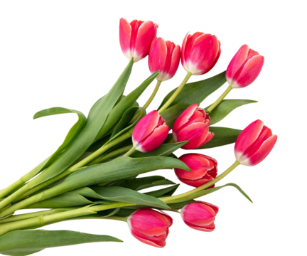 Tulips bunch isolated on transparent background. Fresh red pink tulips bouquet, Womens day. PNG, 
