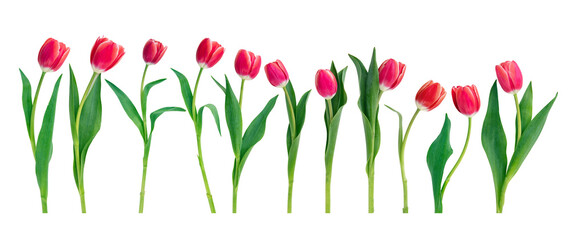 Tulips in a row isolated on transparent background. Fresh red pink tulips collection, banner. PNG, 
