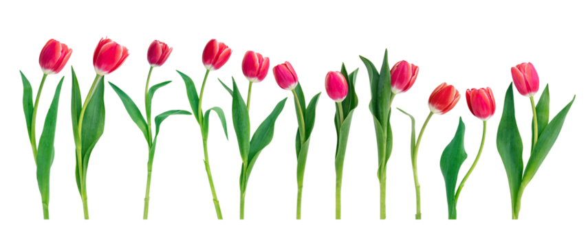 Tulips in a row isolated on transparent background. Fresh red pink tulips collection, banner. PNG, 