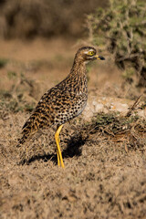 spotted thick-knee 