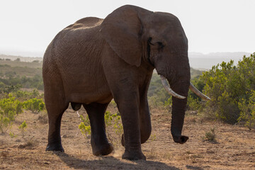 Naklejka na ściany i meble African elephant in the wild
