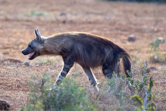 Brown Hyena walking