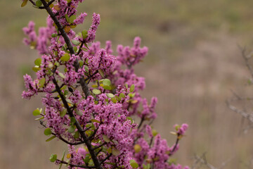 elephant's food in a field