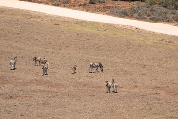 herd of zebra