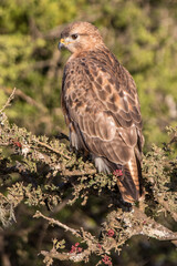 Bruinjakkalsvoël, common buzzard, Steppe buzzard