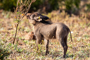 baby warthog on the grass
