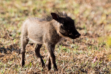 Warhog in the frield