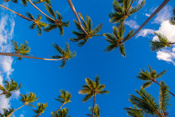 Coconut tree looking upwards under the bright blue sky.
