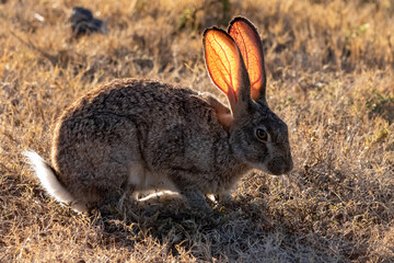 rabbit in the grass