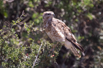 Common Buzzard