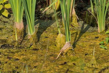 Grünpflanzen im Sumpfgebiet