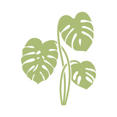 Monstera delicosa plant leaves icon. Monstera plant  icon. Monstera leaves vector. Vector illustration