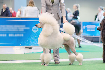 A white royal poodle in a rack poses for the audience at a dog show