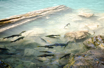 Mahseer barb or Neolissochilus stracheyi in clear water 