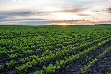 Fototapeta na wymiar Young green sugar beet leaves in the agricultural beet field in the evening sunset. Agriculture.