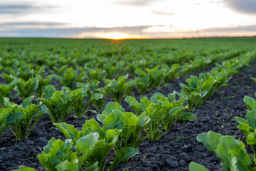 Fototapeta na wymiar Landscape of oung green sugar beet leaves in the agricultural beet field in the evening sunset. Agriculture.