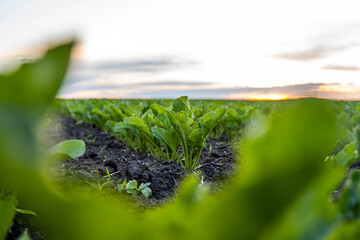 Close up young sugar beet leaves grows in the agricultural beet field in the evening sunset....