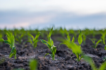 A young green sprout of corn close-up grows in the soil in a garden bed in a sunset.