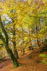 Herbstlicher Waldspaziergang im Teuburger Wald bei den Externsteinen, Nordrhein-Westfalen