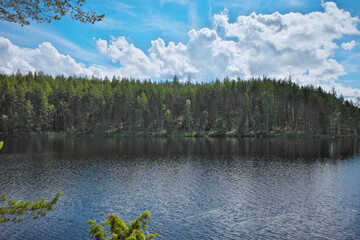 Pine forest by the lake in Repovesi National park on sunny summer day
