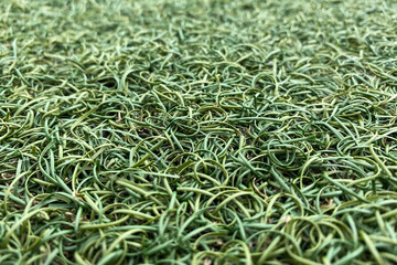 Artificial lawn grass close up, green plastic grass texture