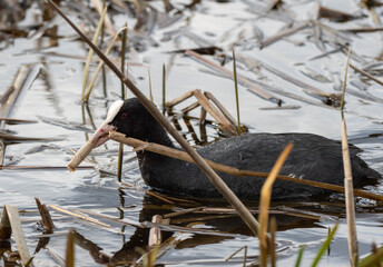 Closeup of the Eurasian coot (Fulica atra) swimming in the water by lake shore and bringing...
