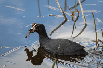 Closeup of the Eurasian coot (Fulica atra) swimming in the water by lake shore and bringing...