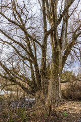 Fototapeta na wymiar Edmonds Marsh Bare Trees 2