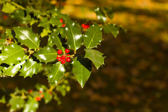 Close-up of red berries on a holly bush in a garden