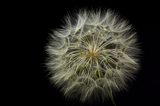 Close-up of a dandelion clock against a black background